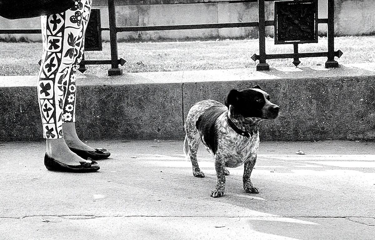 Chien et Jambes