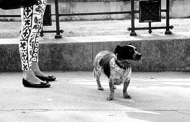 Chien et Jambes