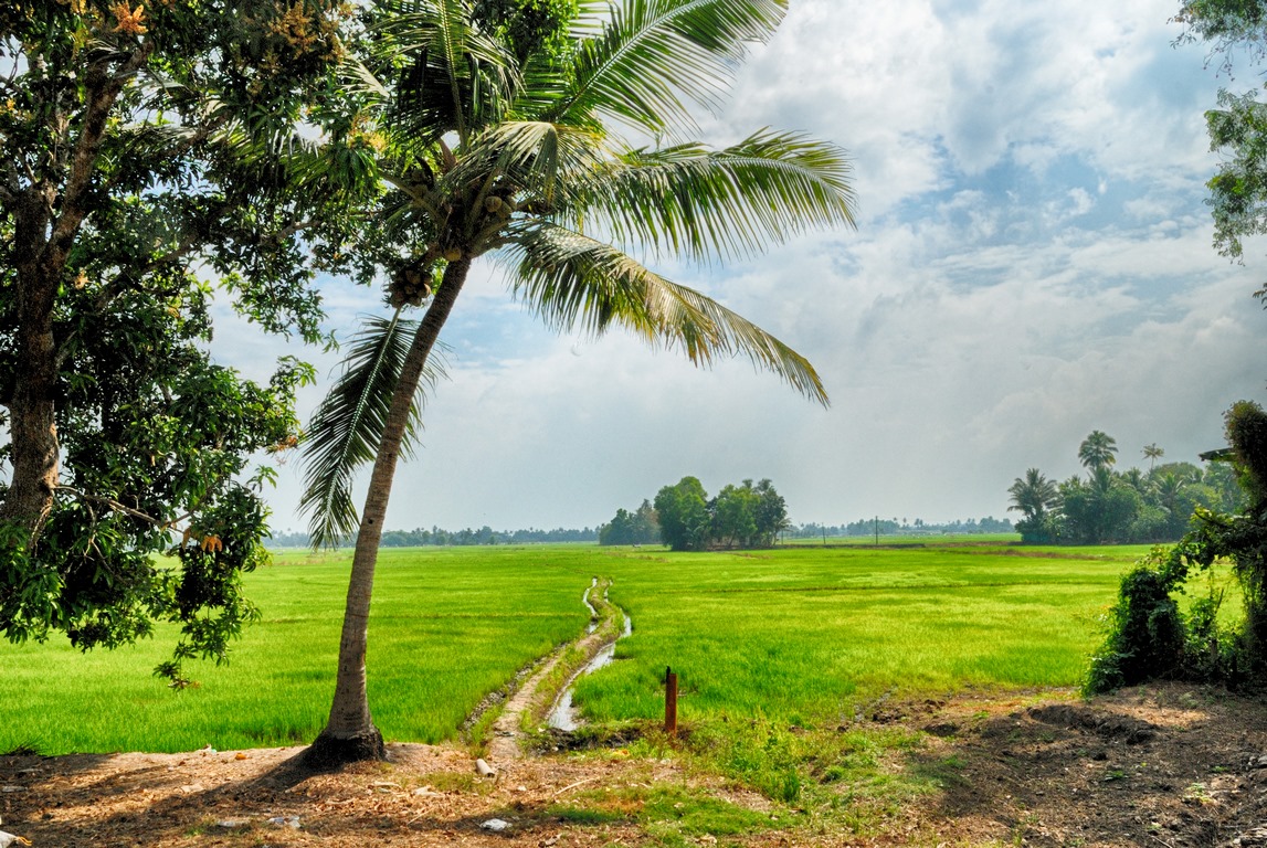 Hampi - Riziere et chemin