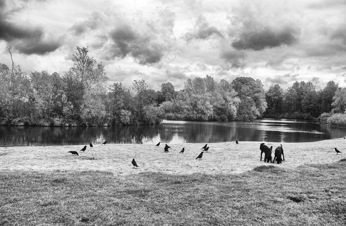 Pays bas - Chiens et corbeaux