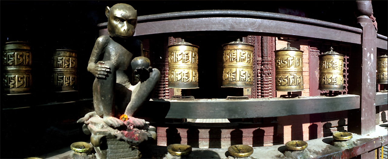 Panoramique - Singe et rouleaux