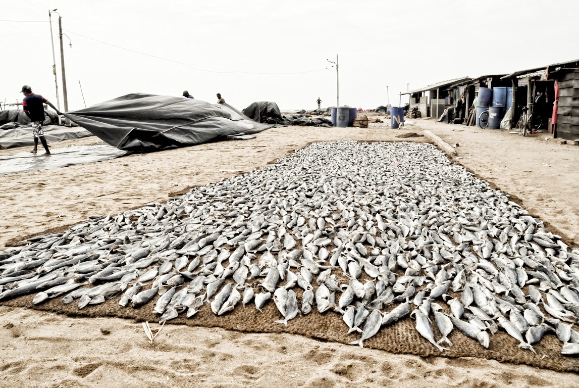 SLK - Sechage poissons