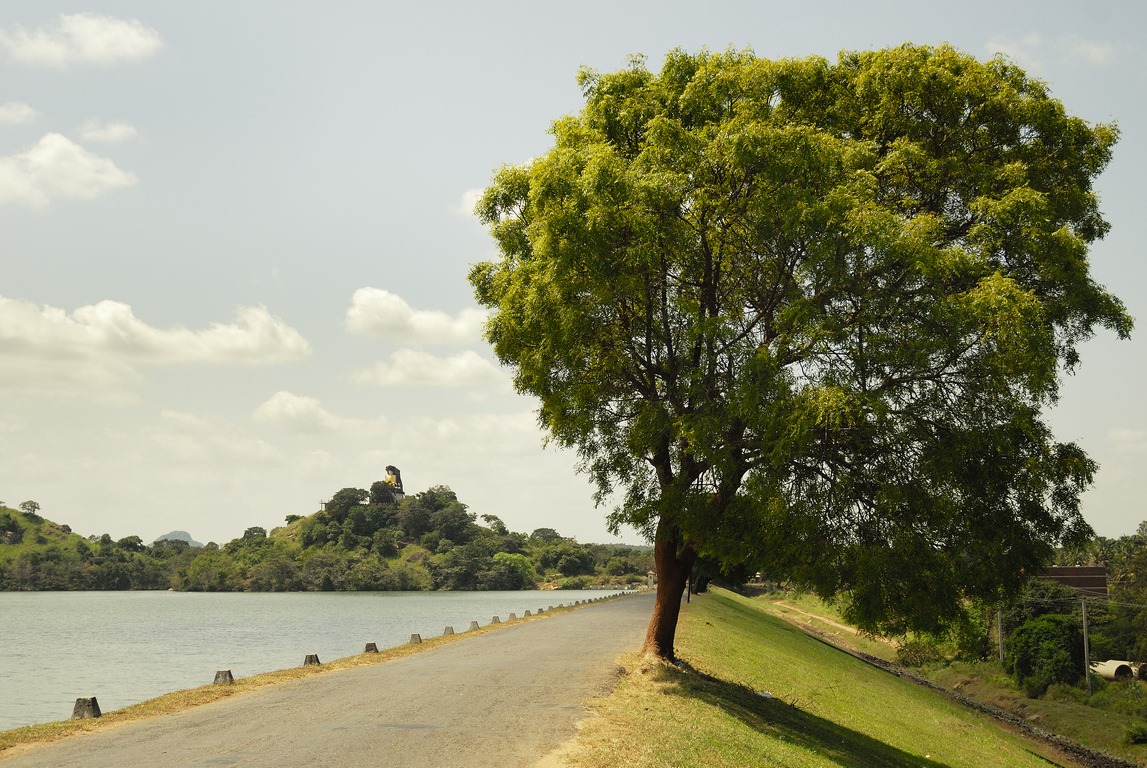 SLk - Arbre et route
