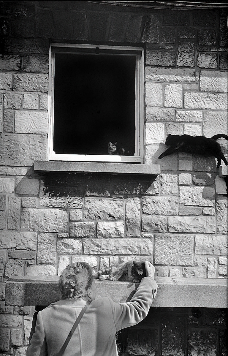 Chat saut