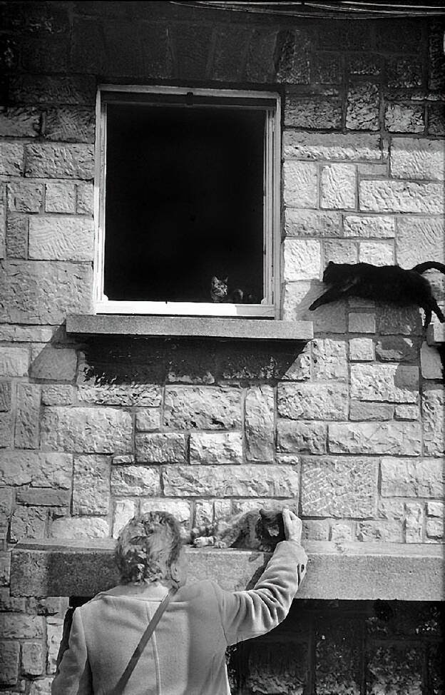 Chat saut