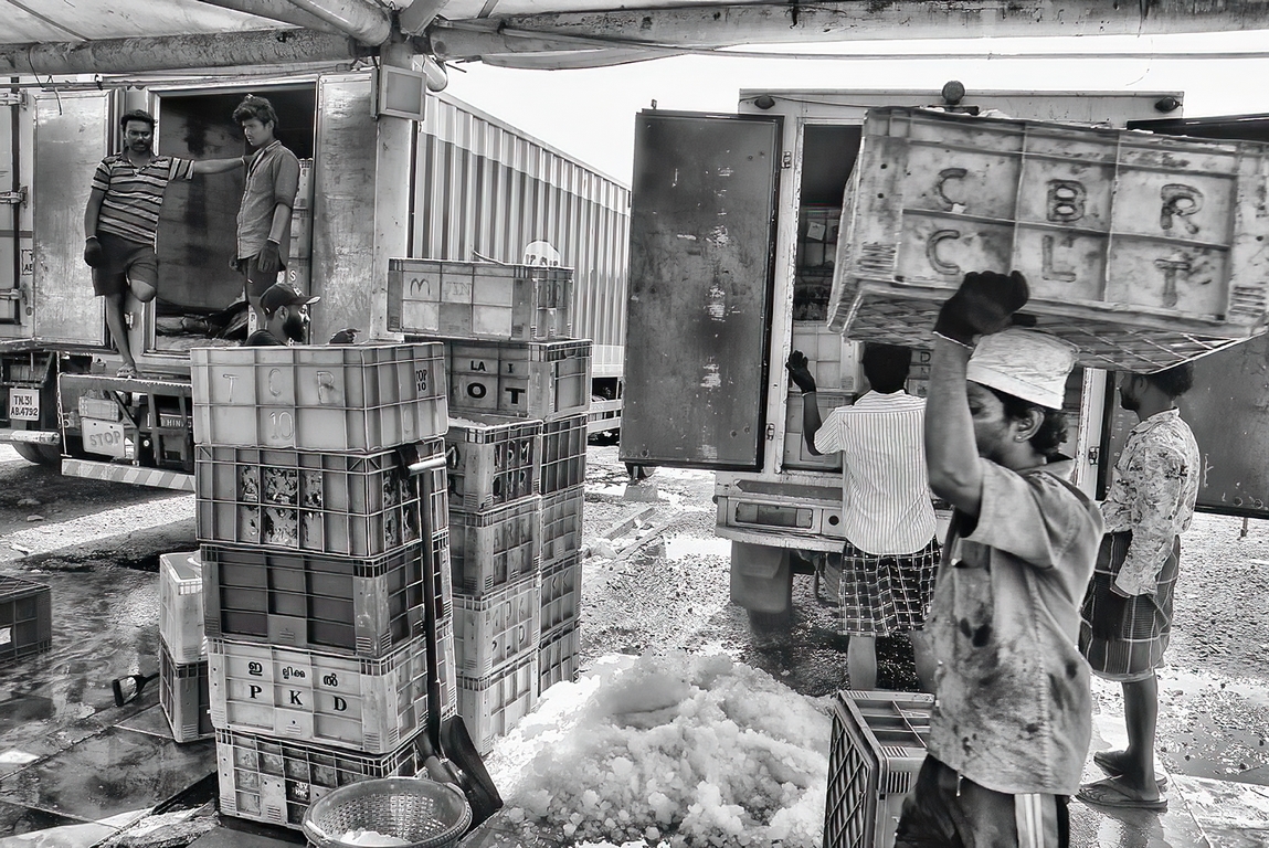 Chennai - Port de pêche