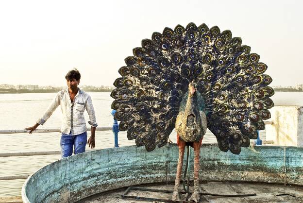 Inde - Paon