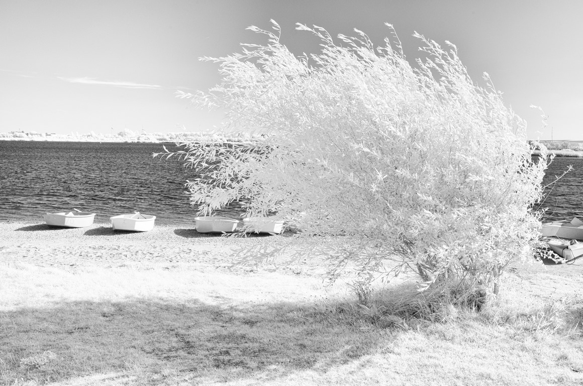 Infrarouge - Buisson