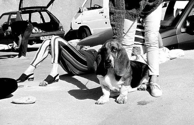 Basset