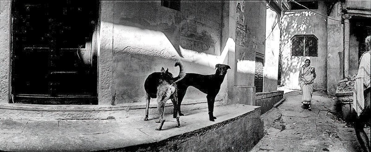 Panoramique - Animals