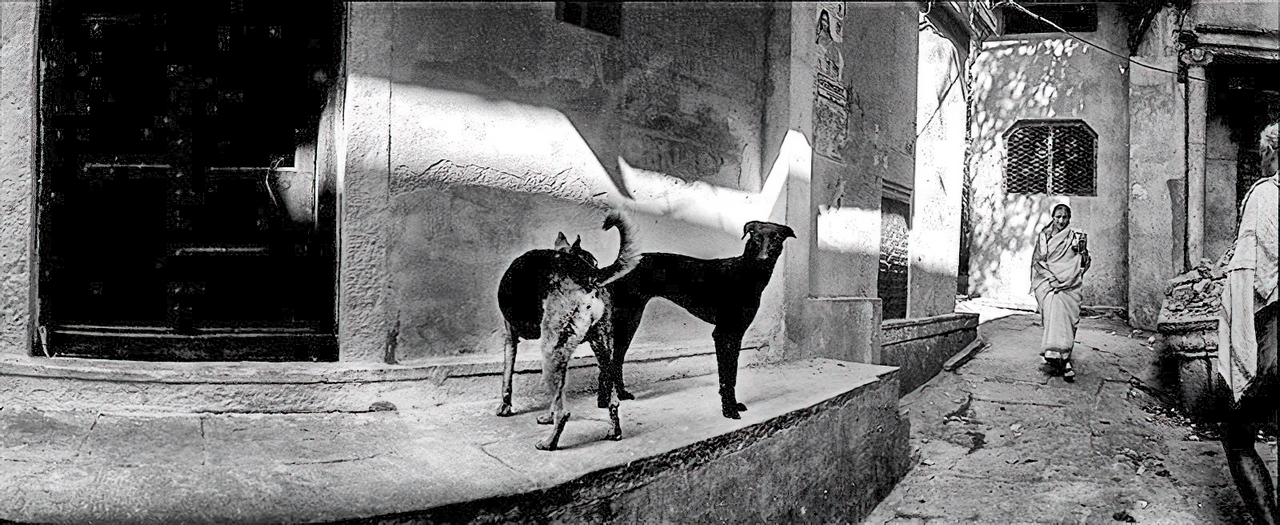 Panoramique - Animals