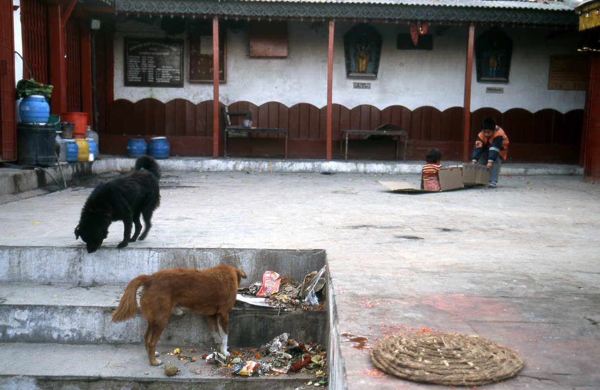 Nepal - Chiens errants