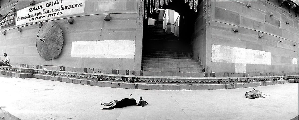 Varanasi - Chien sur Ghat