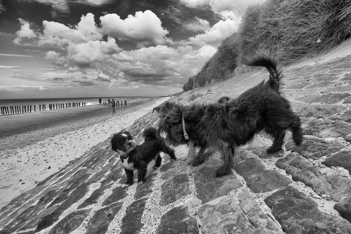 Sangatte - Dogs meeting