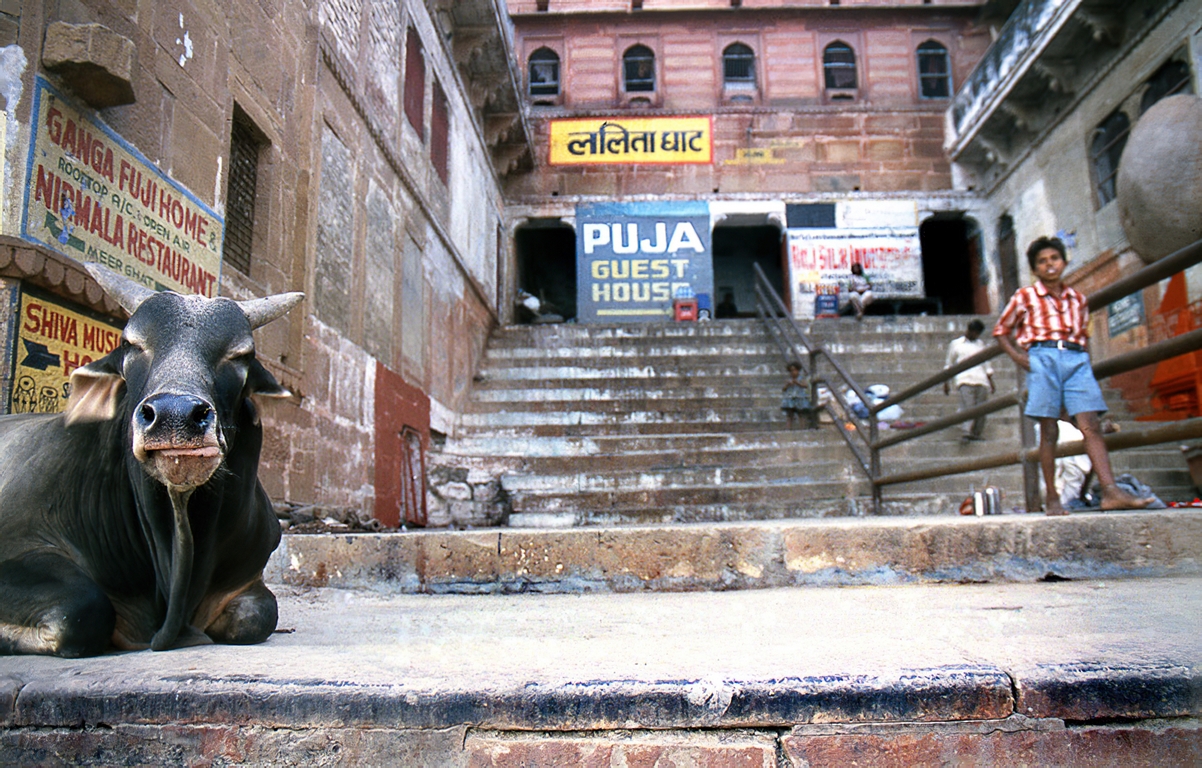 Ghat - Animals