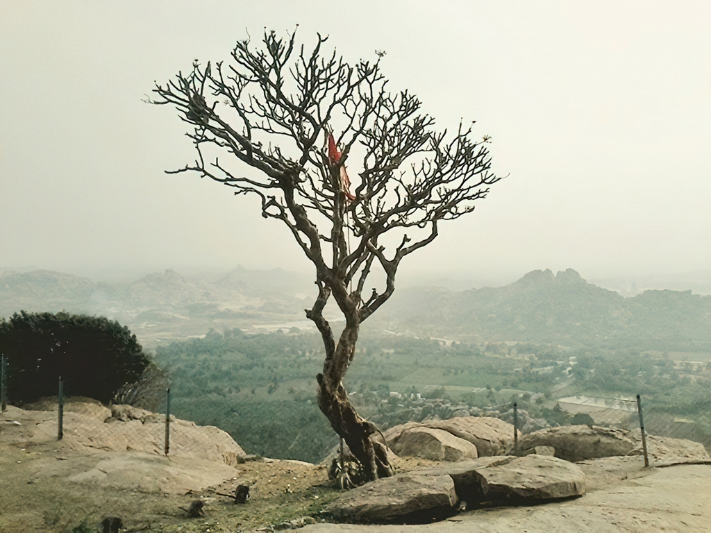 Arbre mort - Hampi