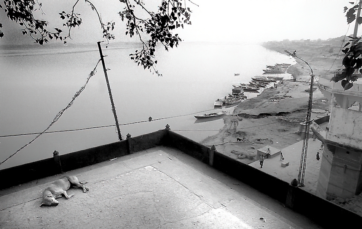 Varanasi - Angle et chien