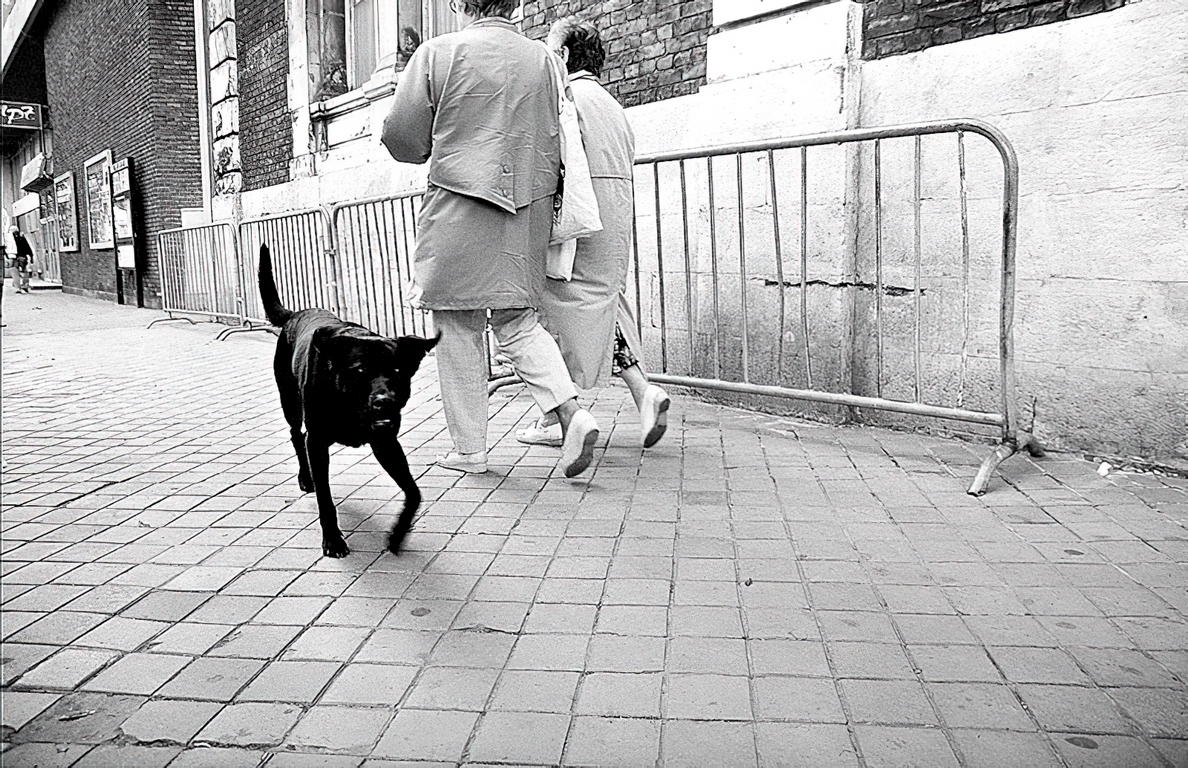 Calais - Chien errant