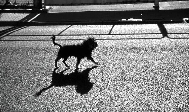 Dog Walk