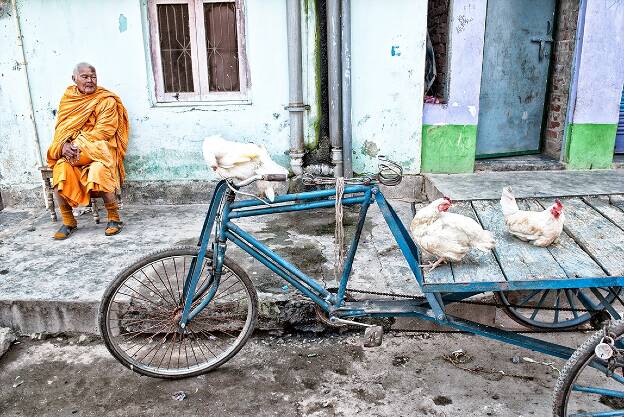 Bodhgaya -Animals