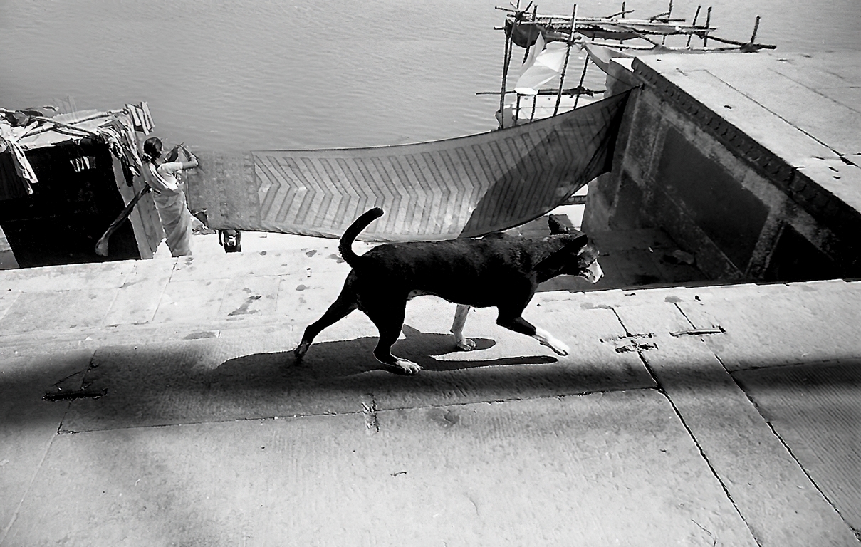 Varanasi - Chien errant