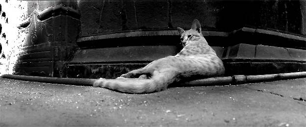 Chat tombe bien
