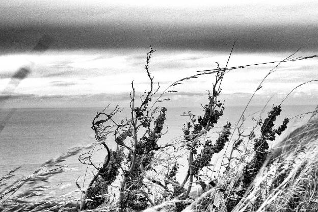 Cap - Paysage ALC